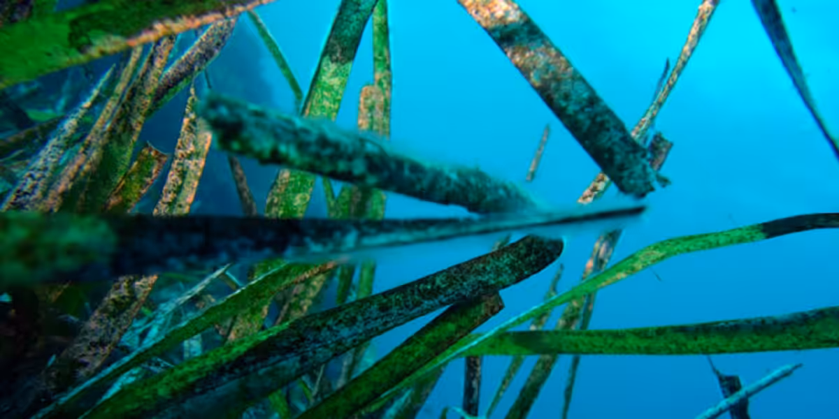 Végétation marine sous-marine avec algues vibrantes dans un environnement aquatique.