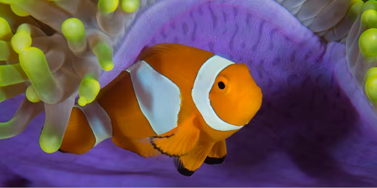 Poisson clown coloré nageant parmi des anémones vibrantes dans un écosystème marin.