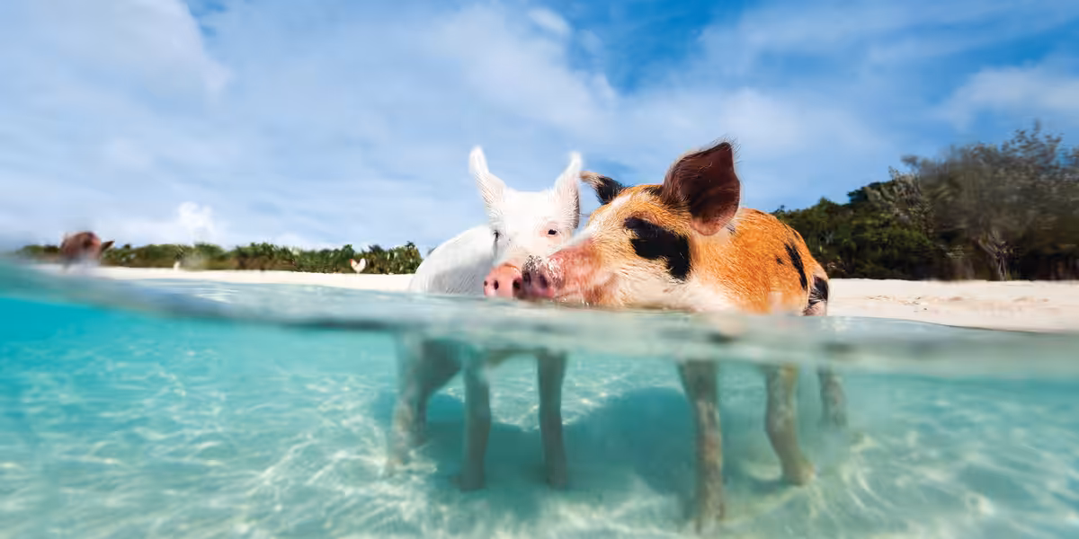 Bahamas cochons qui nagent