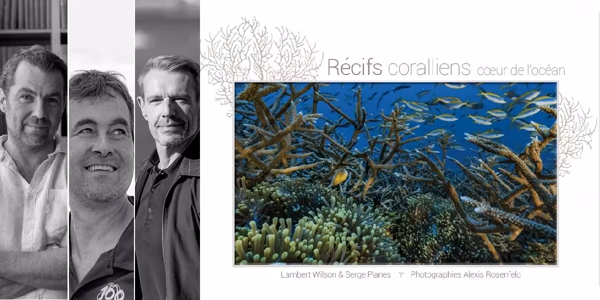 Récifs coralliens vibrants, habitat marin riche en biodiversité et écosystème essentiel.