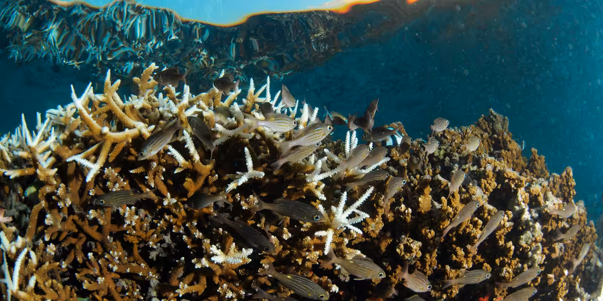 Récif corallien
