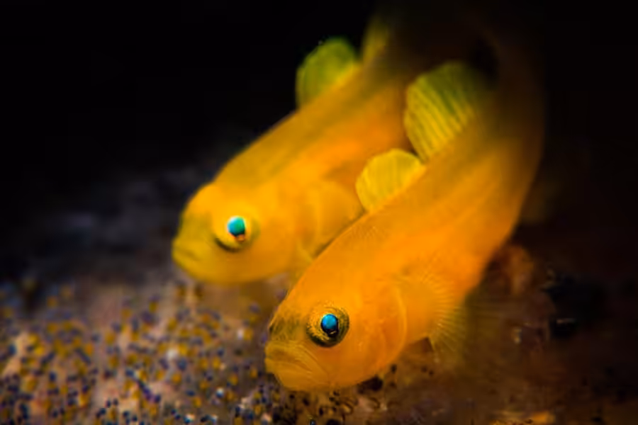 Compact Macro1 Stan Chen Lemon Goby Copy 1 900x600