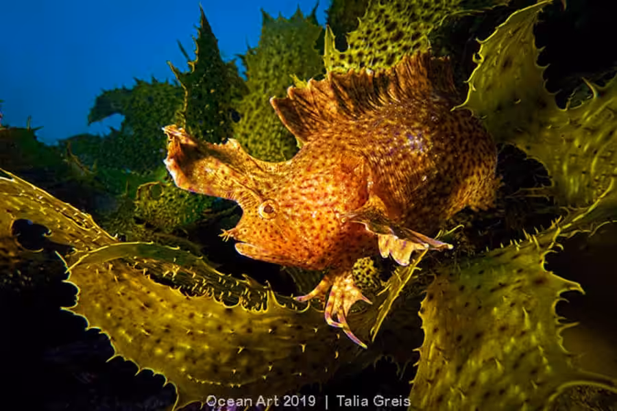 Compact Wide Angle1 Talia Greis B L E N D E D Copy 1