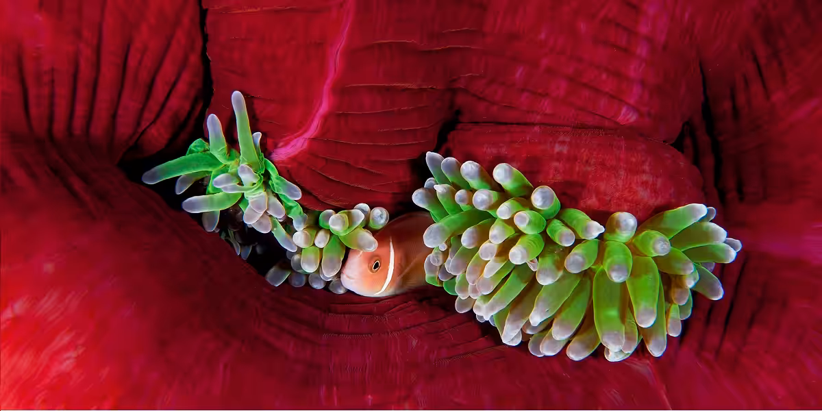 Safe © David Doubilet