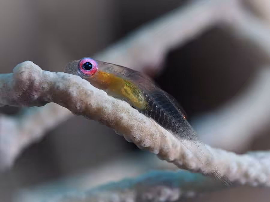 1er Place Macro Compact Werner Graf