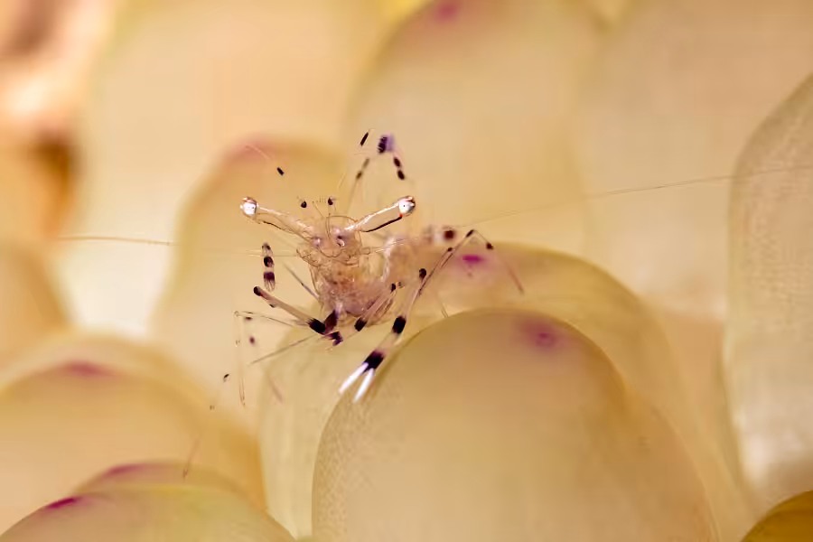 1er Place Macro Rudy Janssen