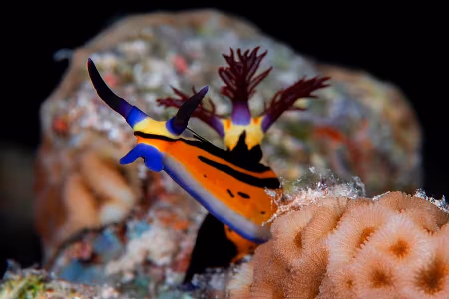 1er Place Nudibranches Coquillages Luc Rooman