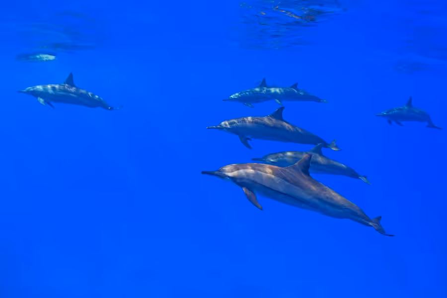 1er Place Portfolio2 Luc Rooman