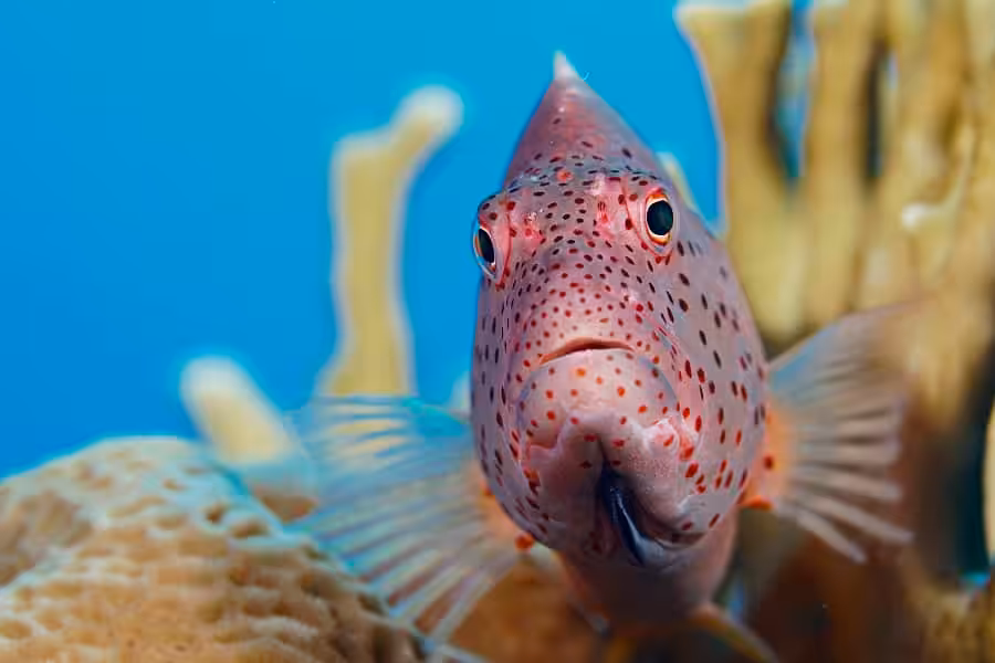 1er Place Portrait De Poisson Compact Camera Luc De Laet