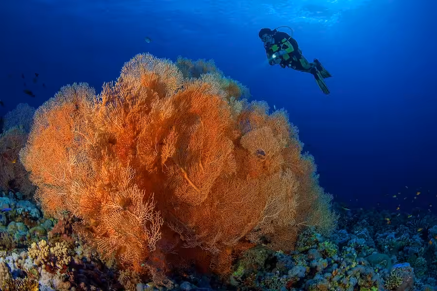 1st Place Portfolio3 Luc Rooman