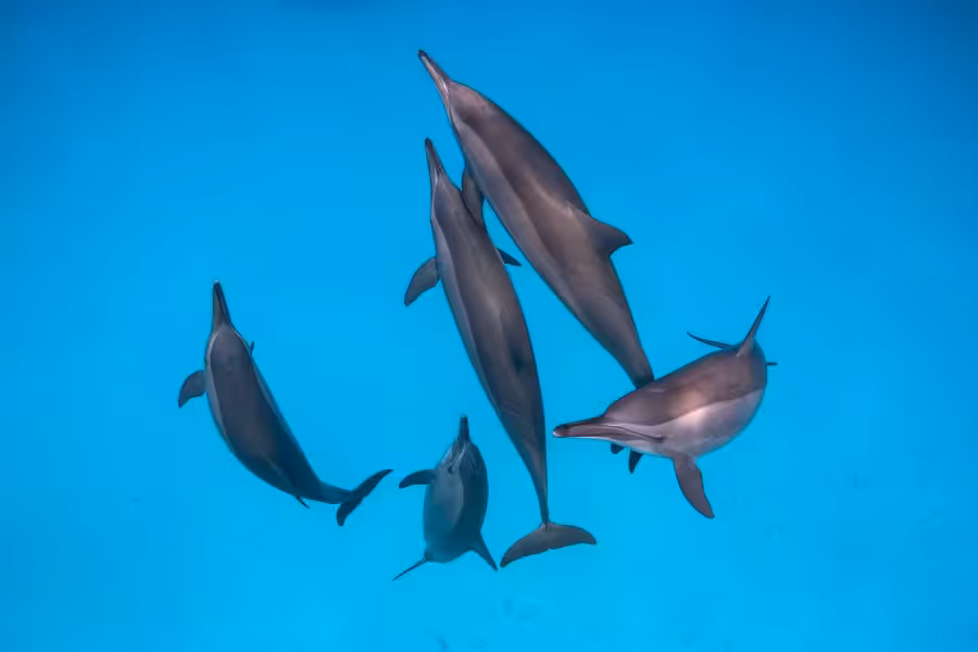 2eme Grand Angle Tom Van Hout