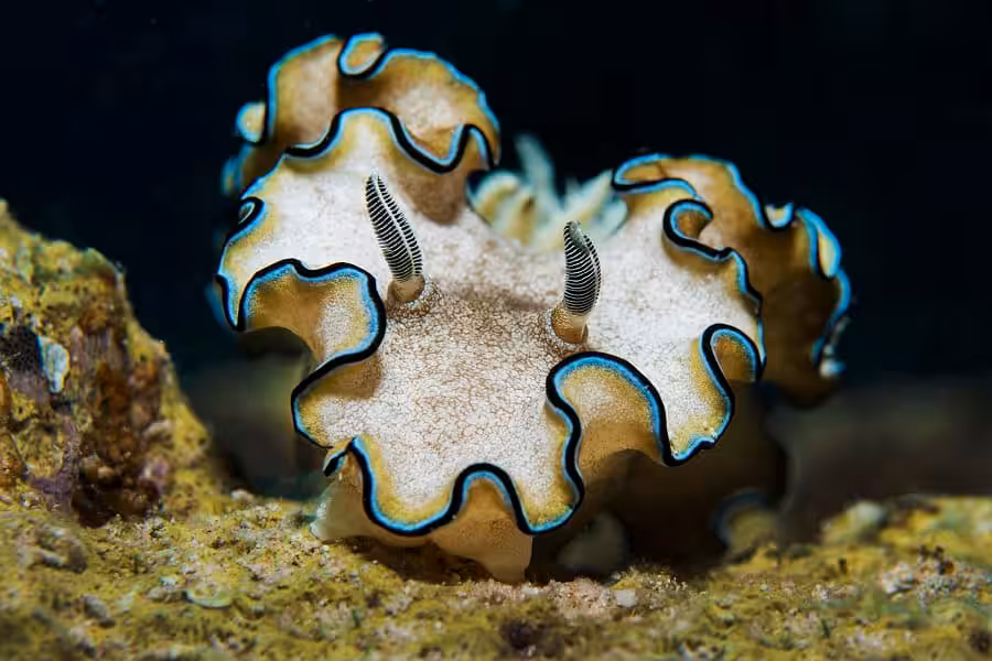 2ième Place Nudibranches Coquillages Dion Dhoop