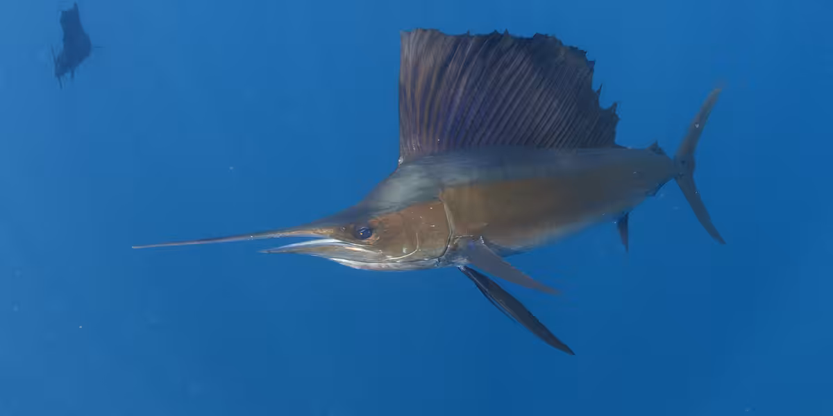 Espadon voilier au Mexique.