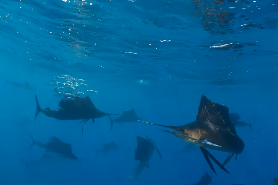 Mexique Nicolas Barraque Espadon Voilier Istiophorus Platypterus