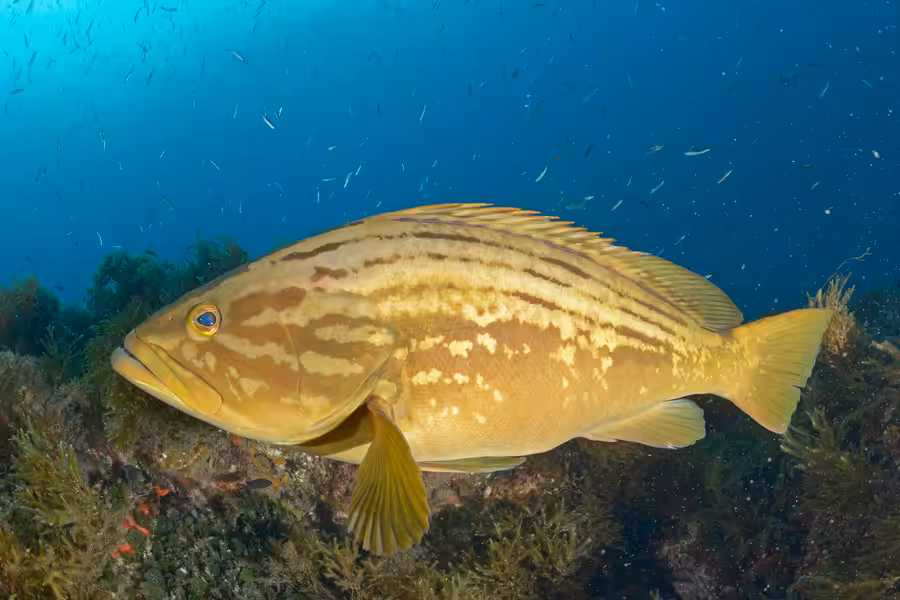 Badeche Cabo De Palos