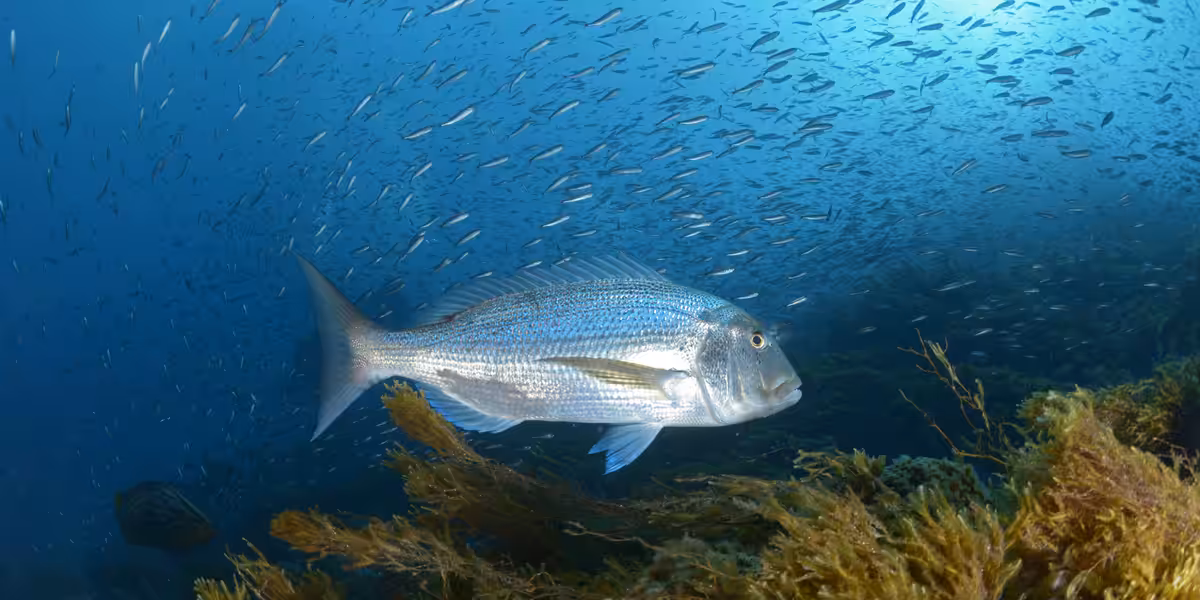 Denti à Cabo de Palos.