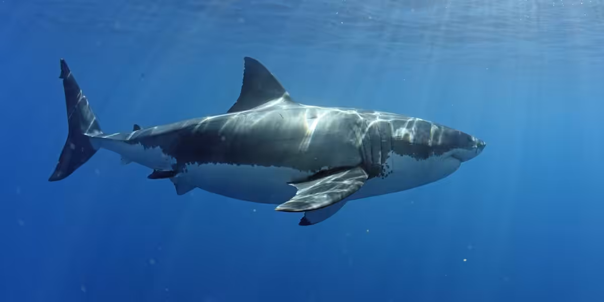 Grand requin blanc à Guadalupe.