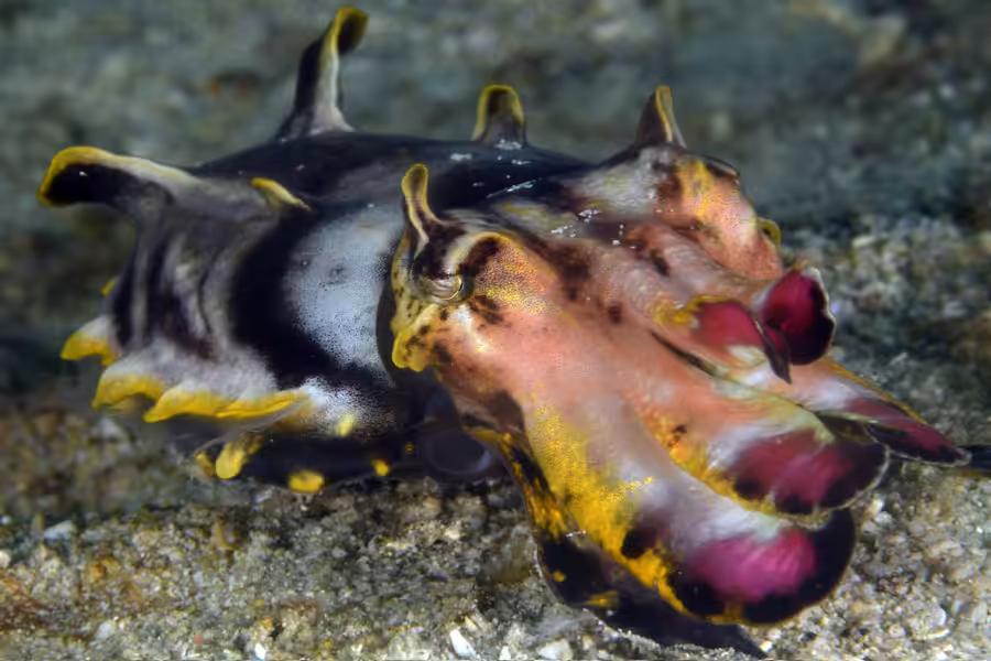 Seiche Flamboyante 2