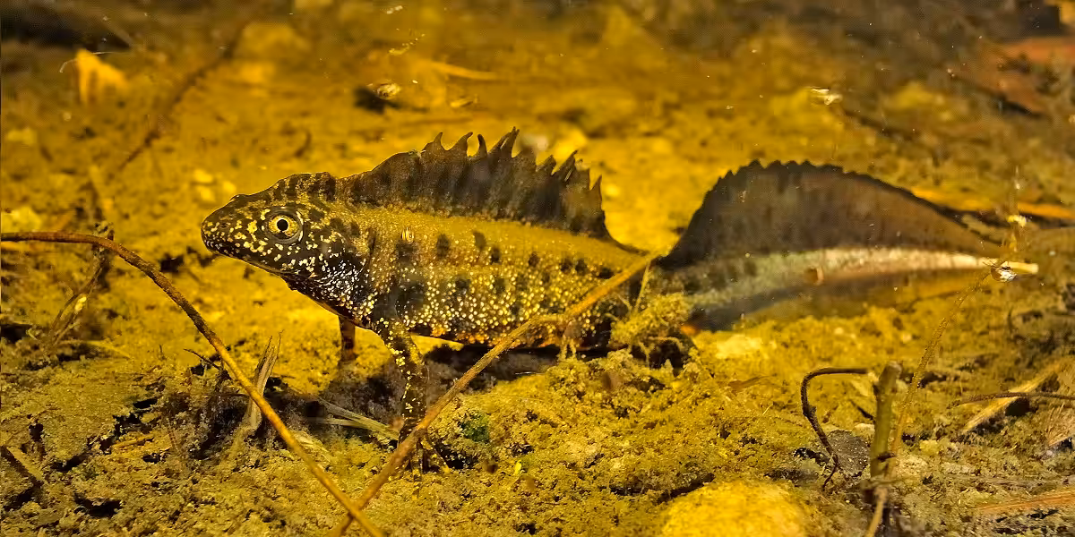 Poisson d'eau douce avec épines, habitat sous-marin riche en biodiversité.