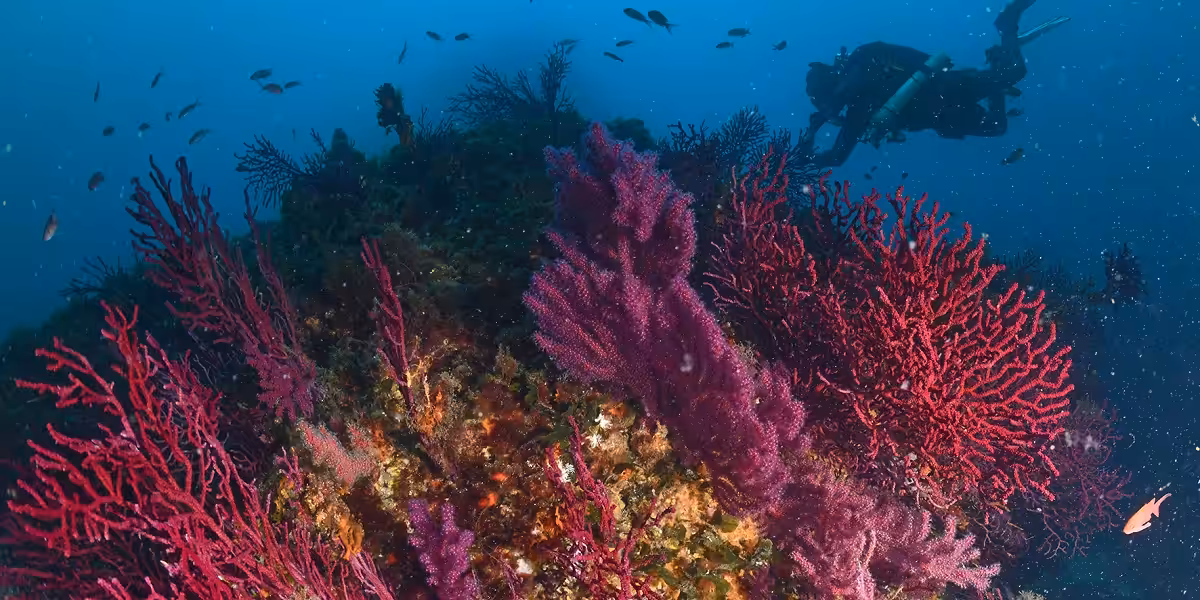 Plongée dans un récif corallien coloré avec coraux et poissons tropicaux.