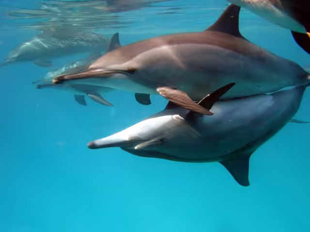 Phoca Thumb L Nella Driessen