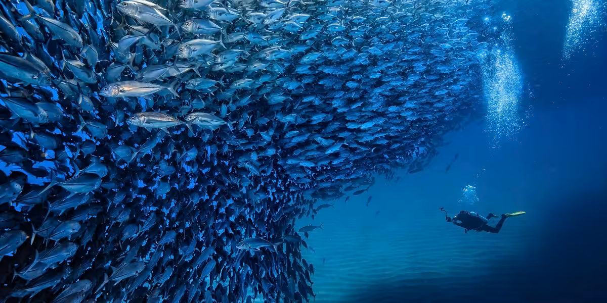 Plongée sous-marine avec un plongeur et un banc de poissons dans un océan bleu.