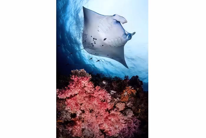 Team Réunion Cédric Péneau