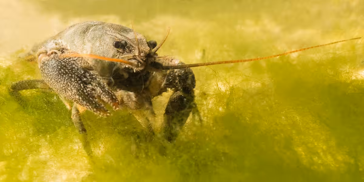 Ecrevisse pattes blanches © Romain Patoux
