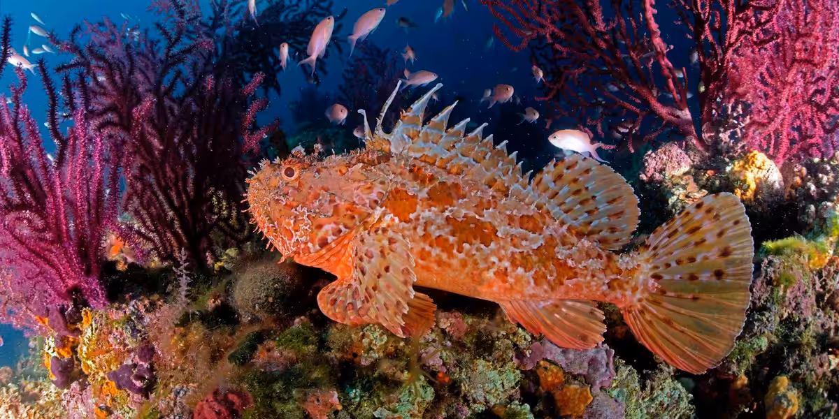 Chapon sur la Costa Brava