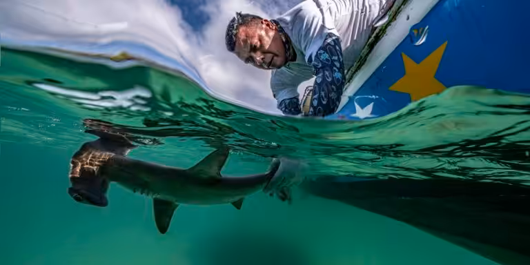 Homme interagissant avec un requin dans un environnement marin captivant et naturel.