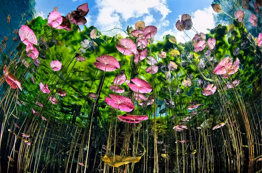 Fiismnc 2020© Manta De Bronze Eau Douce Raoul Caprez Mille Feuilles