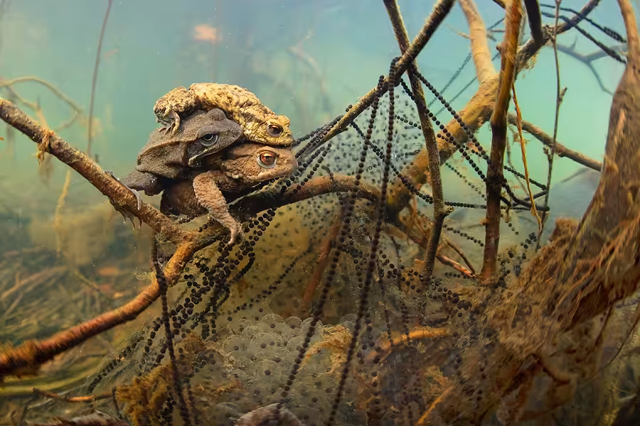 Fiismnc 2020© Manta De Bronze Grand Angle Gino Symus Mating Toads And Frog