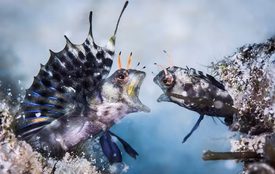 Fiismnc 2020© Manta Dor Macro Proxy Fernandez Caballero Rafael Fight Of Titans 1 900x570