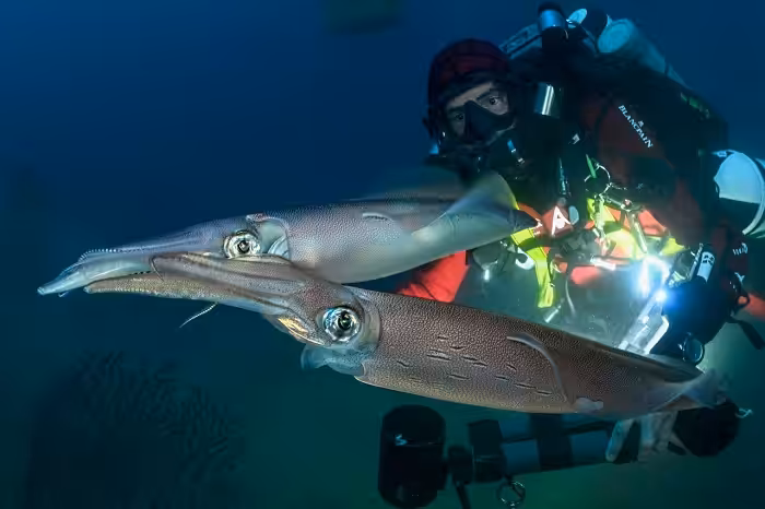 Reproduction De Calmars Veines ©laurent Ballesta Expeditions Gombessa2
