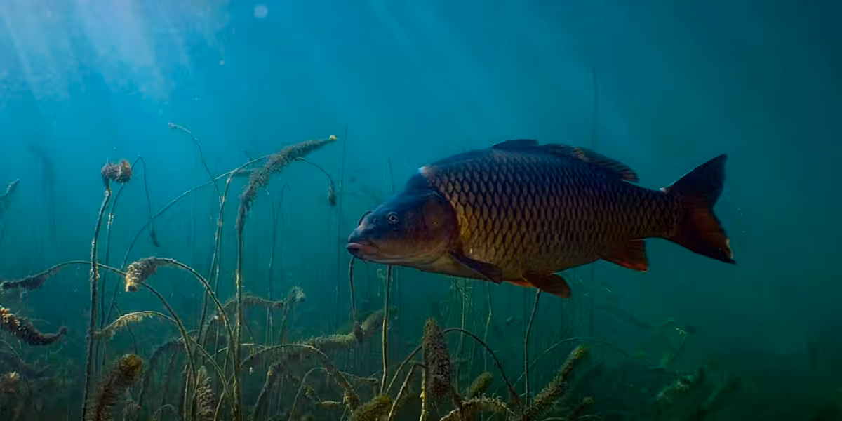 Poisson nageant dans un environnement aquatique riche en végétation sous-marine.