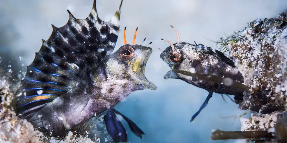 Deux poissons colorés interagissent dans un environnement sous-marin fascinant et vibrant.