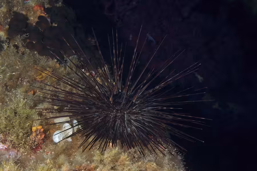 Oursin Diadème, Centrostephanus Longispinus