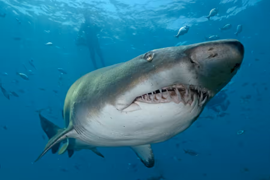 Afrique Du Sud Requin Taureau