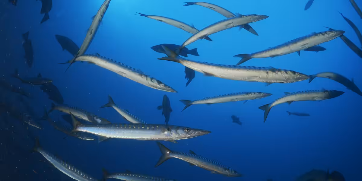 Écosystème marin dynamique avec des poissons bar barracuda évoluant dans les profondeurs océaniques.