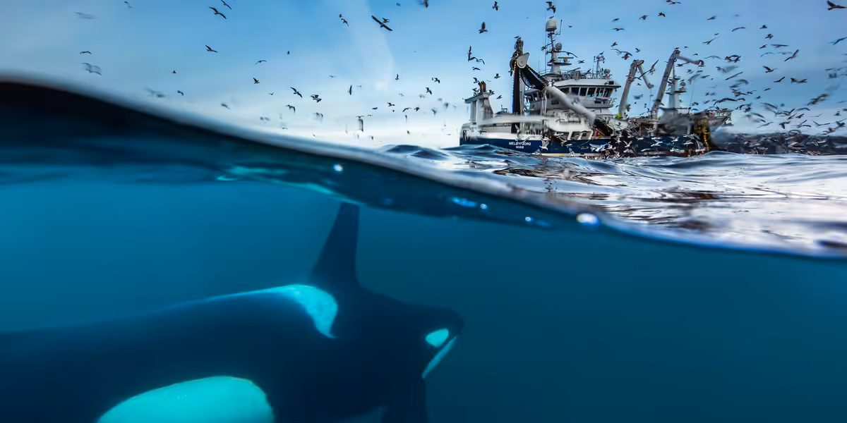 Le festin des orques