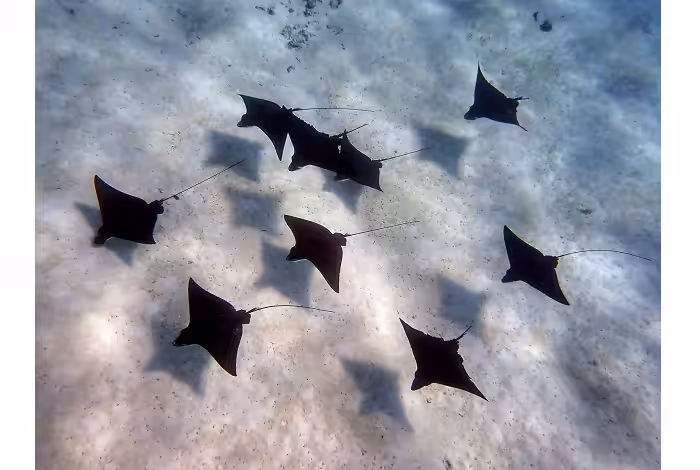 Anne Girerd Ambiance Amateur 1er Prix