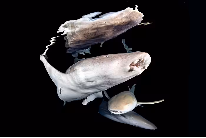 Cyril Di Bisceglie 1er Prix Série Expert