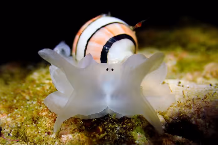 David Pleuvret 2eme Prix Série Amateur