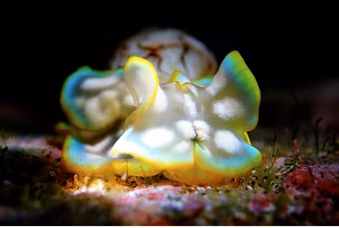 David Pleuvret 2eme Prix Série Amateur