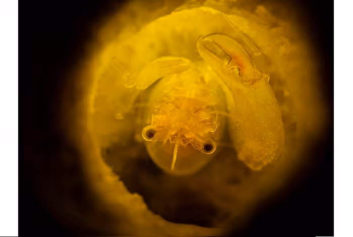 Hayfa Bejaoui 3eme Prix Macro Amateur