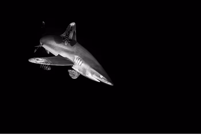 Julien Dalle 1er Prix Série Amateur