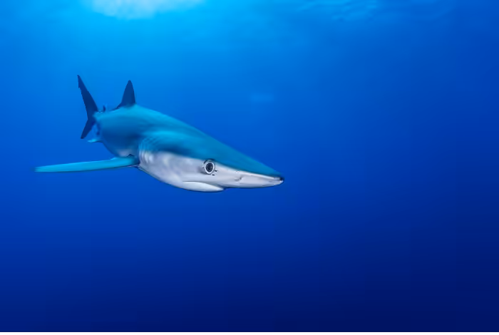 Loic Merret 2eme Prix Amateur Ambiance