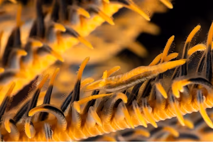 Loic Merret 3eme Prix Série Amateur