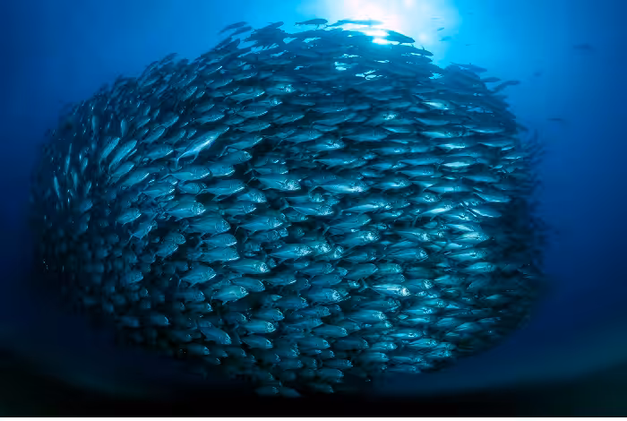 Raffaele Livornese 2eme Prix Ambiance Expert