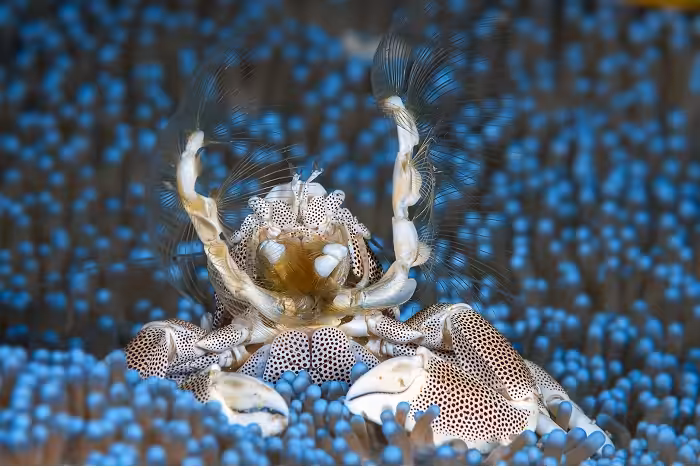 Simon Deblock 2eme Prix Macro Expert